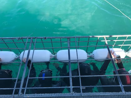 Es habitual que los tiburones muerdan los barrotes de la jaula, a centímetros de los viajeros