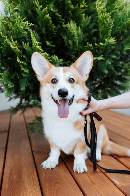 Es ideal para tener un paseo con la mascota más agradable y seguro