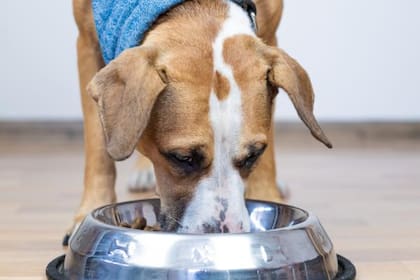 Es importante asegurar una buena alimentación en los perros