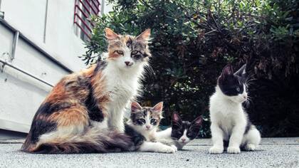 Es importante brindar juguetes y rascadores a los gatos para que puedan eliminar el estrés acumulado (Imagen ilustrativa)