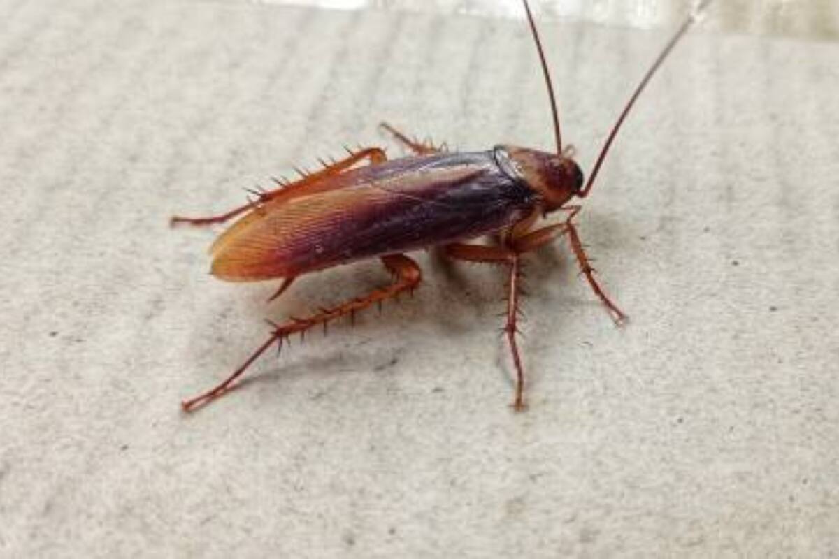 Es importante conocer qué especies de plantas podrían atraer insectos indeseados como las cucarachas.