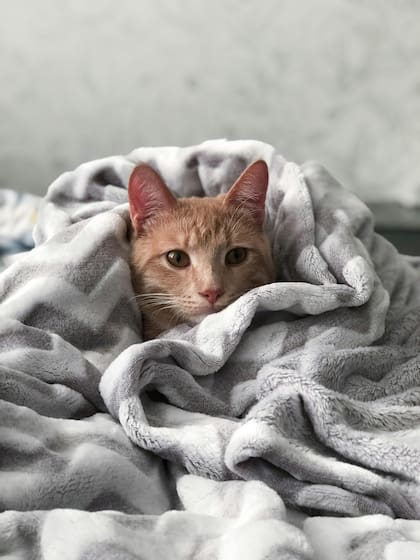 Es importante consultar con un veterinario los mejores cuidados para estos animales