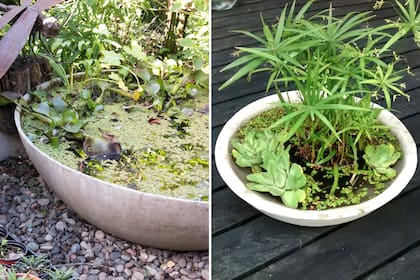 Es importante controlar la presencia de algas para mantener el agua oxigenada y, así, la salud de todas las plantas.