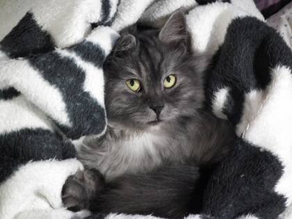 Es importante crear un espacio seguro para que las mascotas puedan esconderse en caso de tener miedo