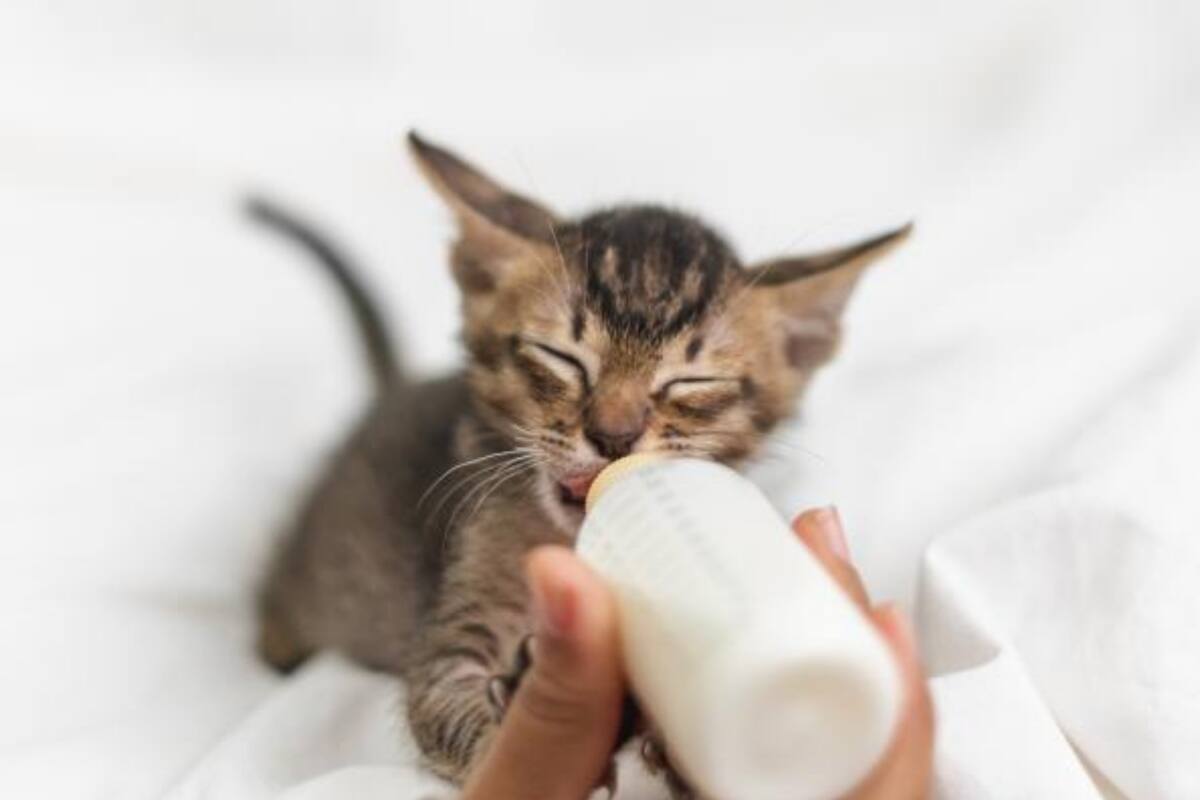 Es importante dar un buen trato al gato desde su nacimiento