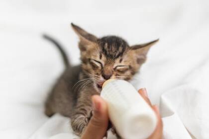 Es importante dar un buen trato al gato desde su nacimiento