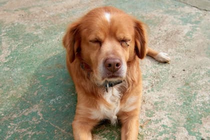 Es importante disculparse con el perro en un tono dulce y cariñoso (imagen ilustrativa)