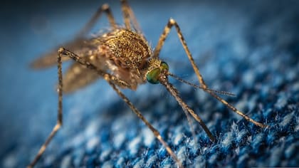 Es importante eliminar el agua estancada cuando se acercan los días más calurosos ya que es donde los mosquitos se reproducen