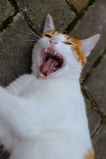 Es importante escoger un momento del día en el que el gato esté tranquilo y relajado para iniciar el proceso de limpieza (Imagen ilustrativa)