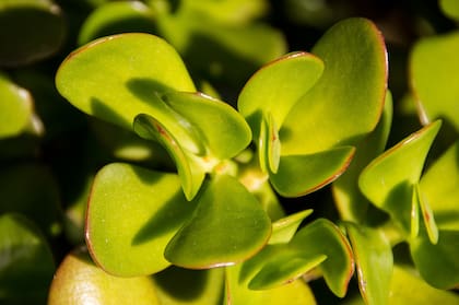 Es importante evitar que reciba la luz intensa del mediodía, ya que puede quemar sus partes verdes y debilitarlas poco a poco