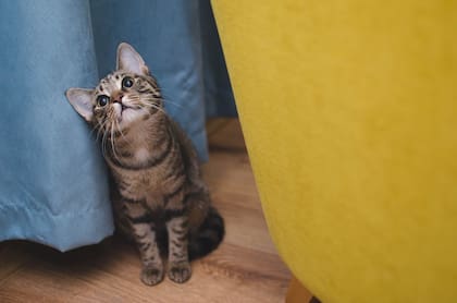 Es importante identificar qué tipo de gato es el nuestro para poder saber dónde buscarlo cuando no se lo encuentra