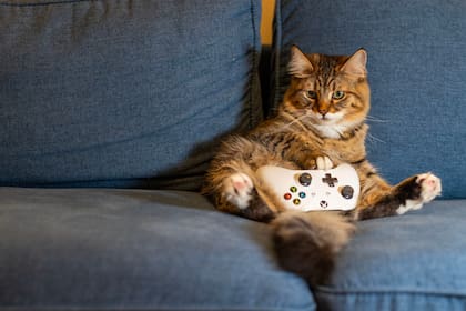 Es importante jugar con los gatos para que liberen tensiones y quemen calorías