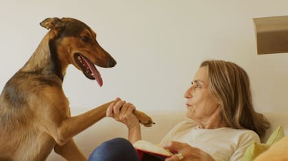 Es importante la relación entre humanos y perros.