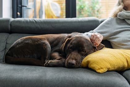 Es importante mantener a las mascotas dentro del hogar para evitar que sufran estrés