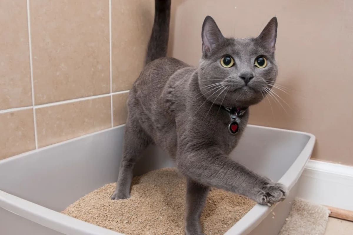 Es importante mantener limpia la caja de arena del gato para evitar enfermedades