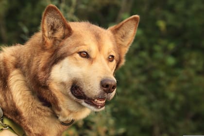 Es importante mantener una buena comunicación con los perros para afianzar los vínculos con ellos