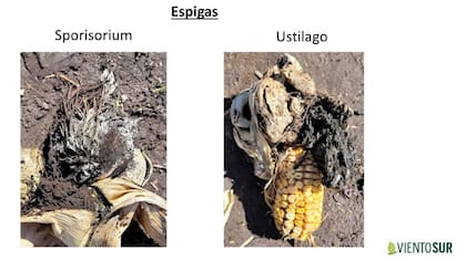 Es importante no confundir la enfermedad