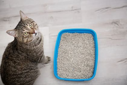 Es importante no usar productos de limpieza con olores fuertes que pueden afectar el olfato de los gatos