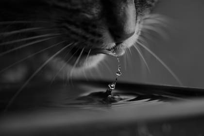 Es importante ofrecer agua abundante a los felinos