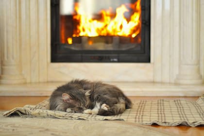 Es importante ofrecerle a tu gato un buen clima y condiciones ideales para que sus últimos días sean los mejores