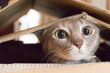 Mudarse con Mascotas: Estrategias para Reducir su Estrés Durante el Cambio de Hogar 2 Preparar habitación segura para mascotas