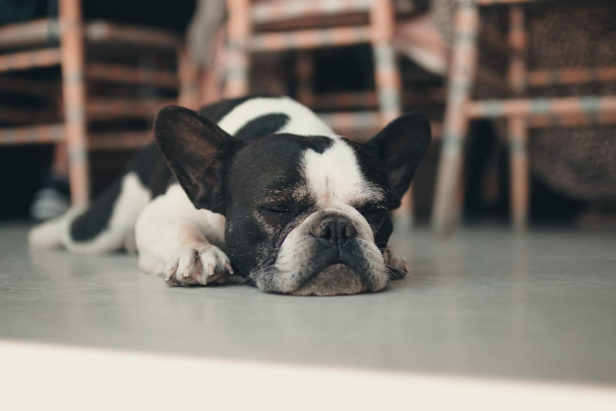 Es importante prestar atención a las mascotas para que no sufran las bajas temperaturas