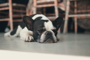 Siete señales de que tu perro tiene frío que no hay que ignorar