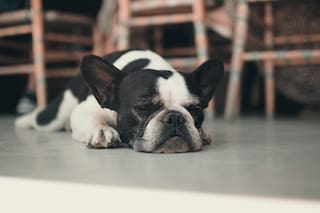 Siete señales de que tu perro tiene frío que no hay que ignorar