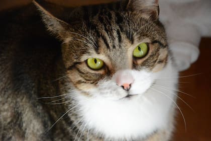 Es importante prestar atención en las heces de los gatos (Foto Pexels)
