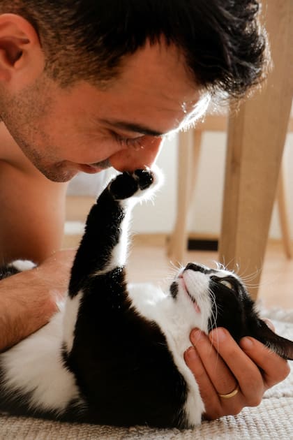 Es importante que el animal se familiarice con sus dueños para que su adaptación a un nuevo hogar sea menos estresante
