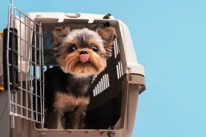 Es importante que el animal se siente cómodo dentro del bolso transportador elegido