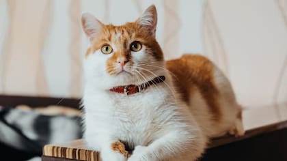 Es importante que la arena elegida sea del agrado del gato