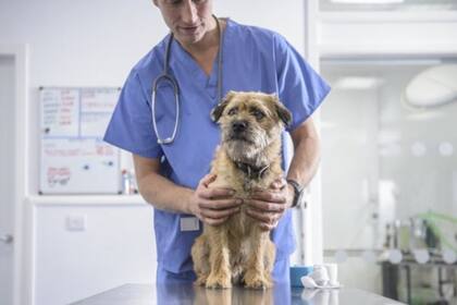 Es importante que lleves a tu mascota regularmente al veterinario