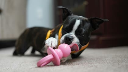 Es importante que los cachorros tengan juguetes para que en su etapa de crecimiento no muerdan muebles u objetos de valor (imagen ilustrativa)