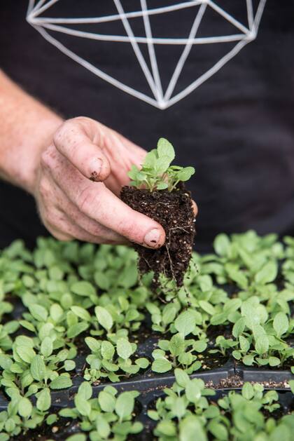 Es importante que los plantines crezcan en un lugar soleado, donde corra el aire, con tierra bien suelta con agregado de carbonilla y regando sin mojar las hojas