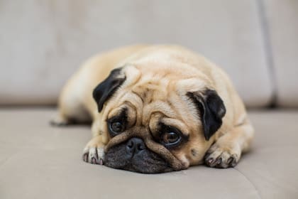 Es importante que revisar que el perro no se encuentra herido después de ser pisado (imagen ilustrativa)