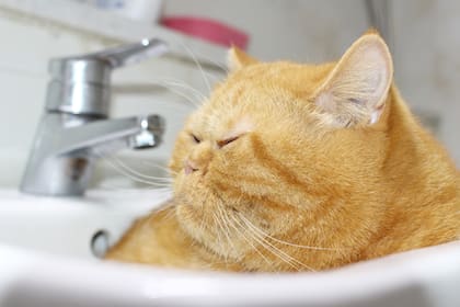 Es importante seguir una dieta con un veterinario para evitar problemas a futuro
