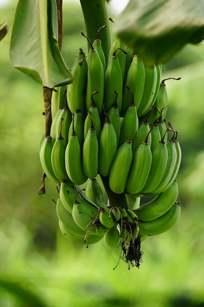 Es importante separar las bananas y no dejarlas en forma de racimo, ya que esto acelera su maduración