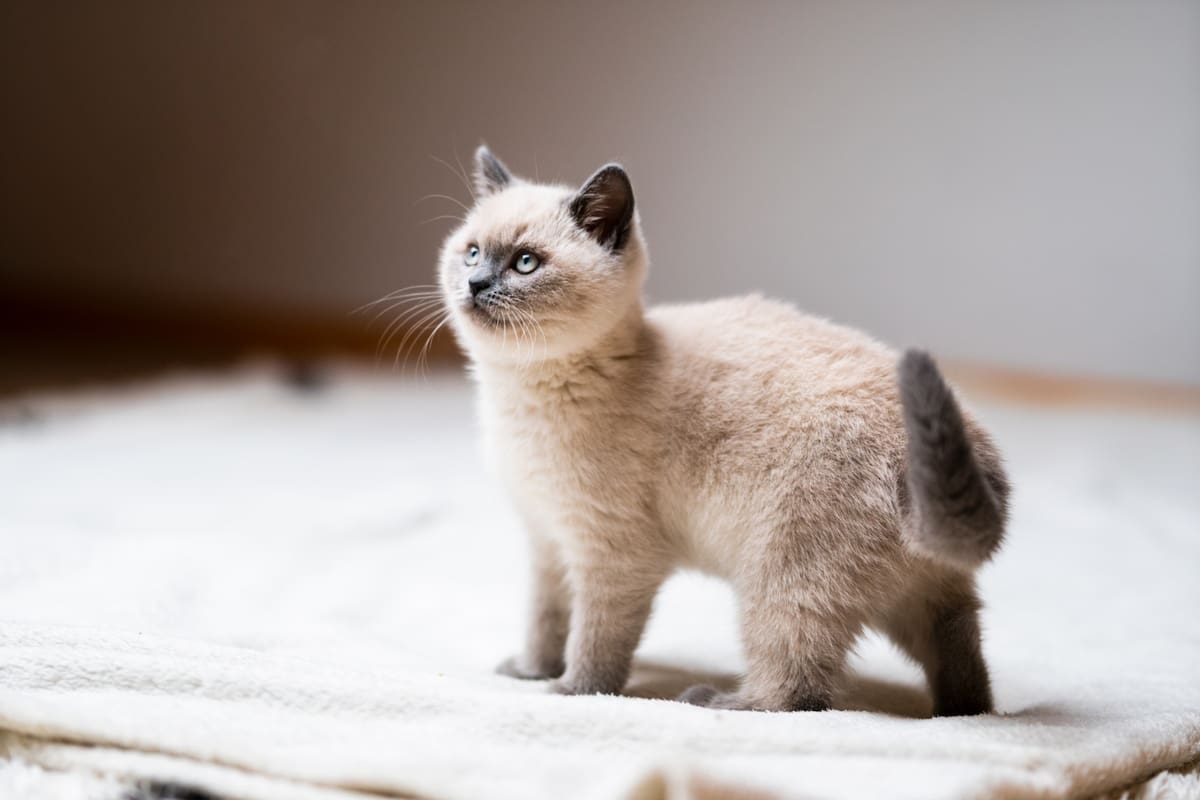 Es importante tener en cuenta varios aspectos antes de adoptar un gato