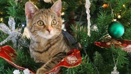 Es importante y relevante que la base del árbol esté bien asegurada para evitar que se caiga el árbol si el gato se trepa
