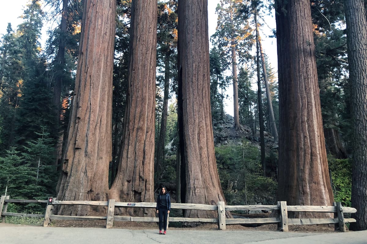 Junto a las sequoias, las personas se sienten diminutas.