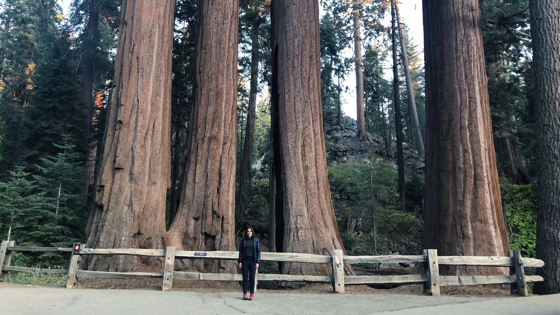 Junto a las sequoias, las personas se sienten diminutas.
