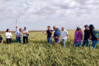 Es inminente el inicio de la nueva campaña del cereal