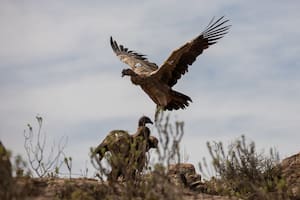 Es la décimo séptima liberación de cóndores en el país