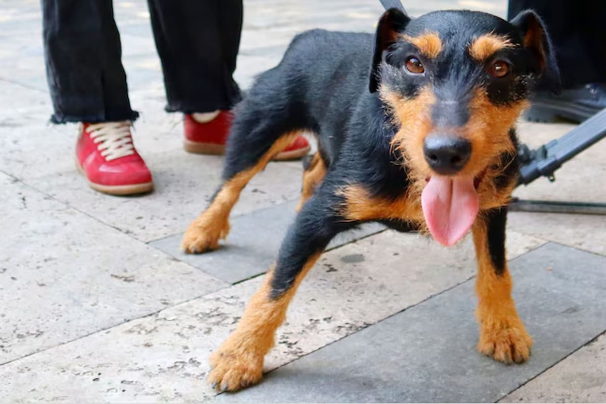 Es la historia de Mogzaura, una perra que se hizo conocida por viajar en el transporte público de Georgia