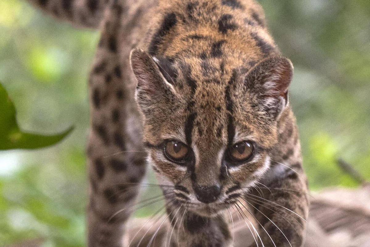 Es la primera vez en más de un siglo que se describe formalmente una nueva especie de felino silvestre vivo