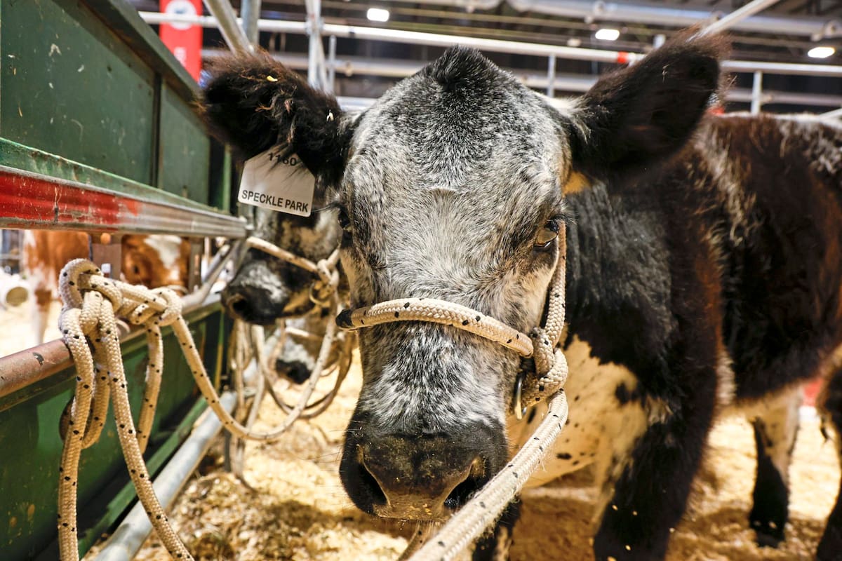 Es la primera vez que la raza Speckle Park participa de la muestra y lo hace con seis ejemplares