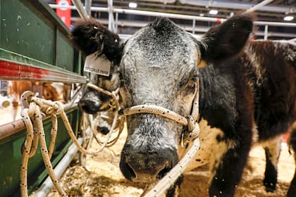 Es la primera vez que la raza Speckle Park participa de la muestra y lo hace con seis ejemplares