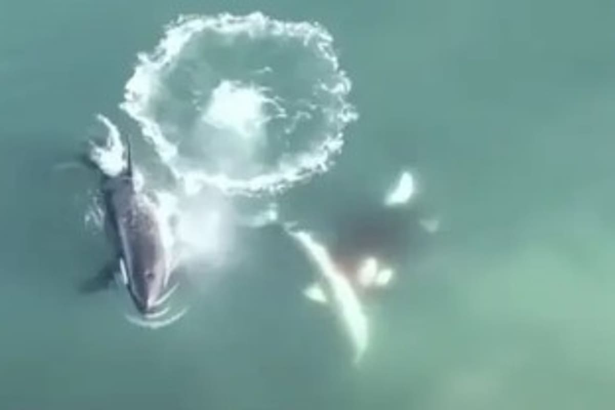 Es la primera vez que se ve un ataque de esta naturaleza tomado desde arriba. Fuente: Sea Search Research and Conservation