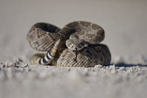 Es muy común encontrar serpientes en la playa de la Galveston Island; las autoridades lanzaron una alerta